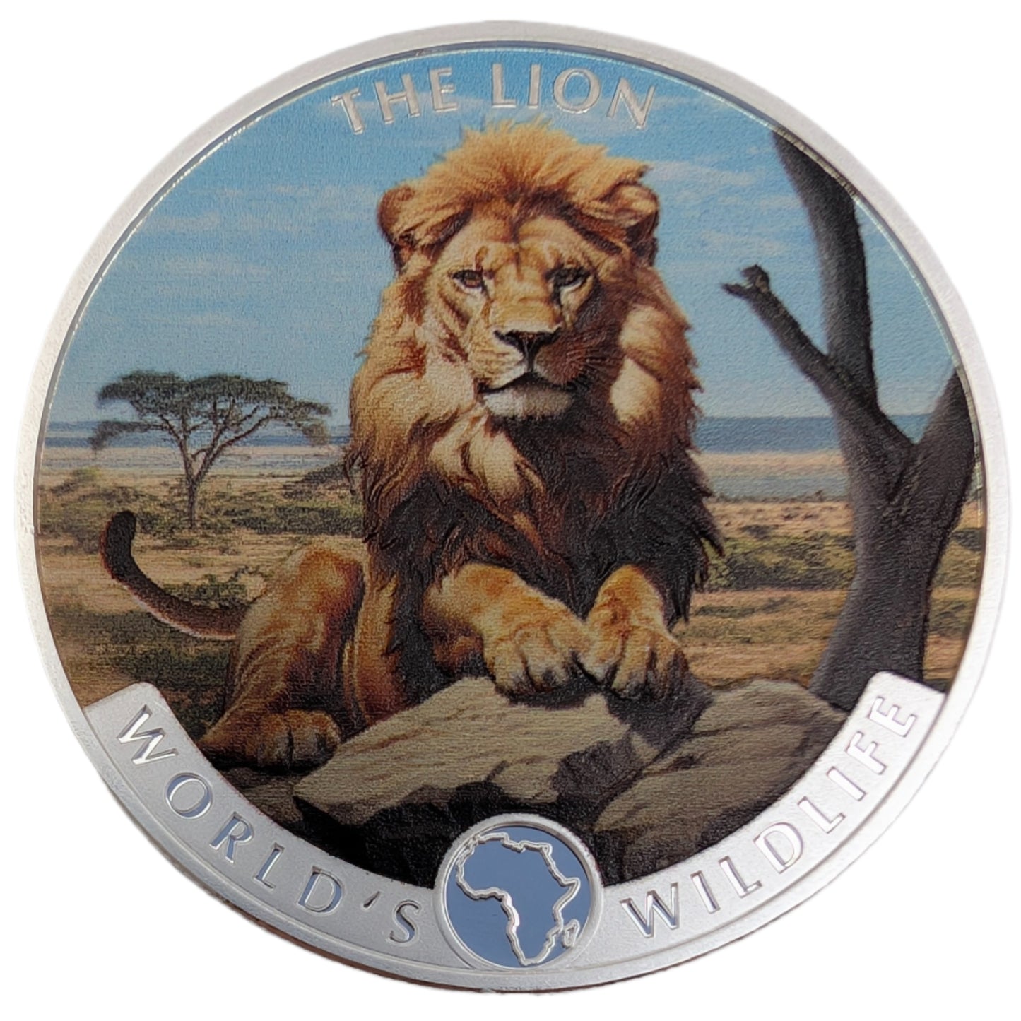 Lion / Löwe - Wildlife, farbig