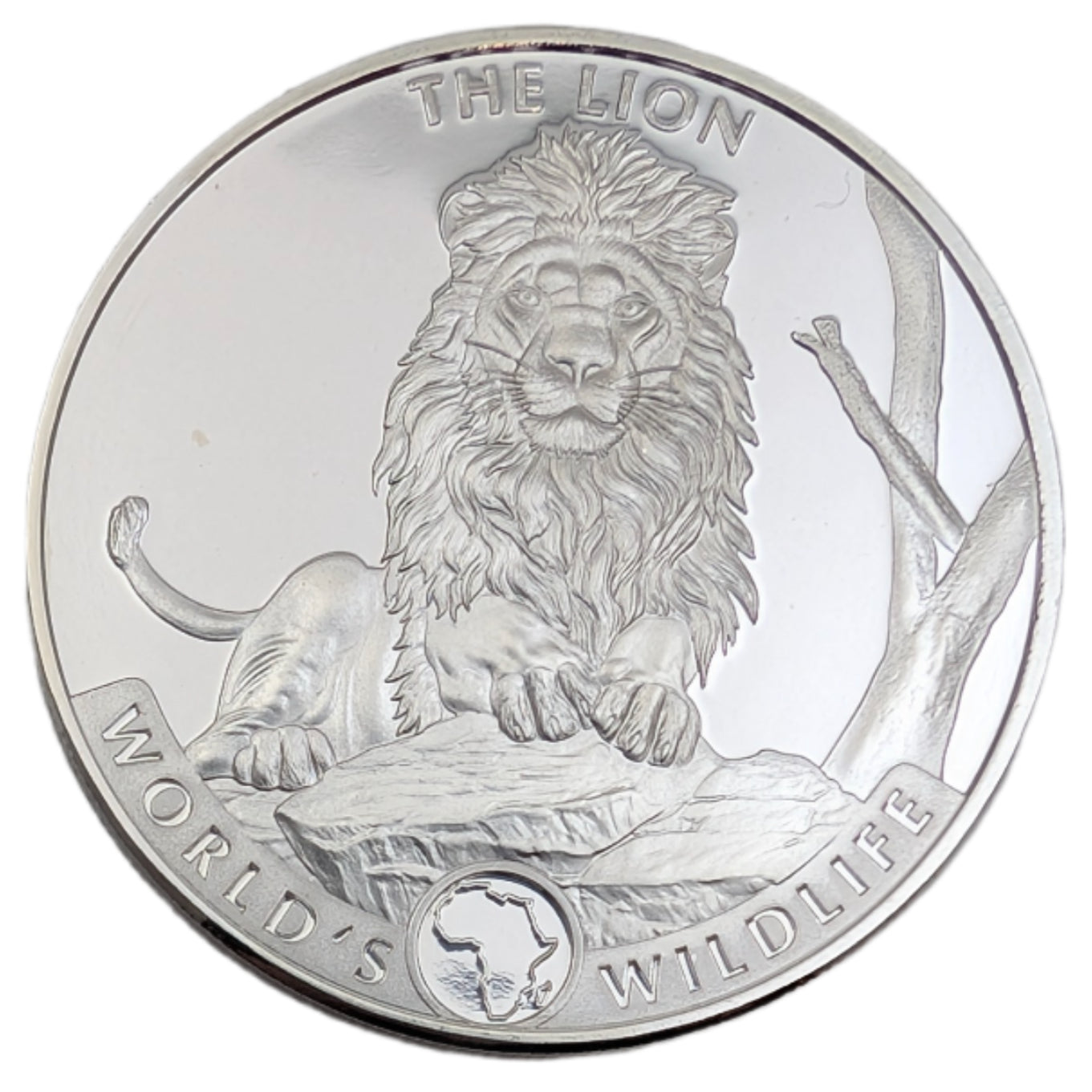 Lion / Löwe - Wildlife