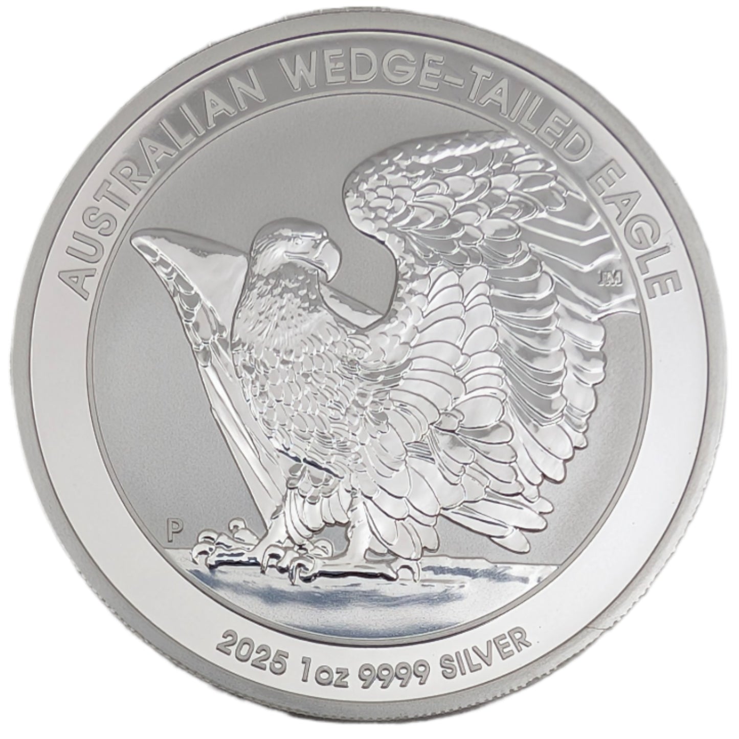 Keilschwanzadler