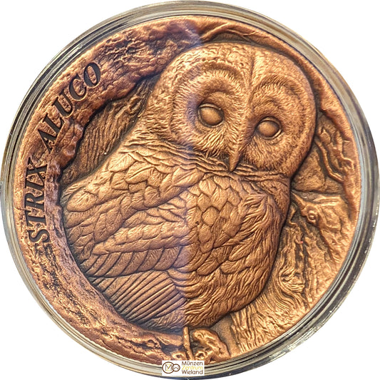 Strix Aluco Tawny Owl, Tree Hollow, Ultra High Relief