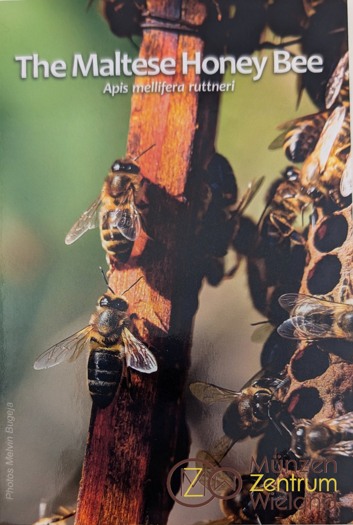 Maltesische Honigbiene - The Maltese Honey Bee