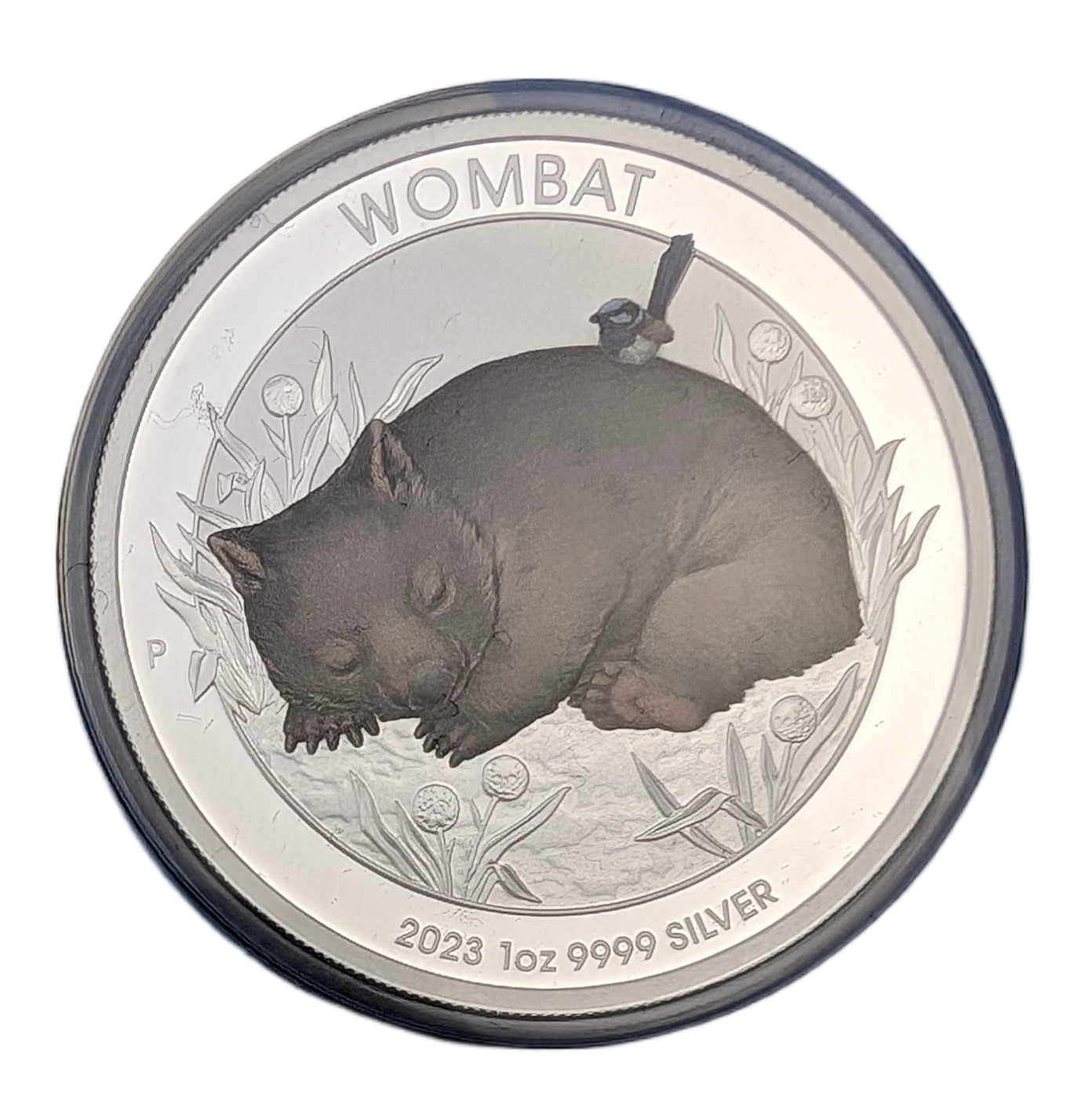 Wombat, farbig
