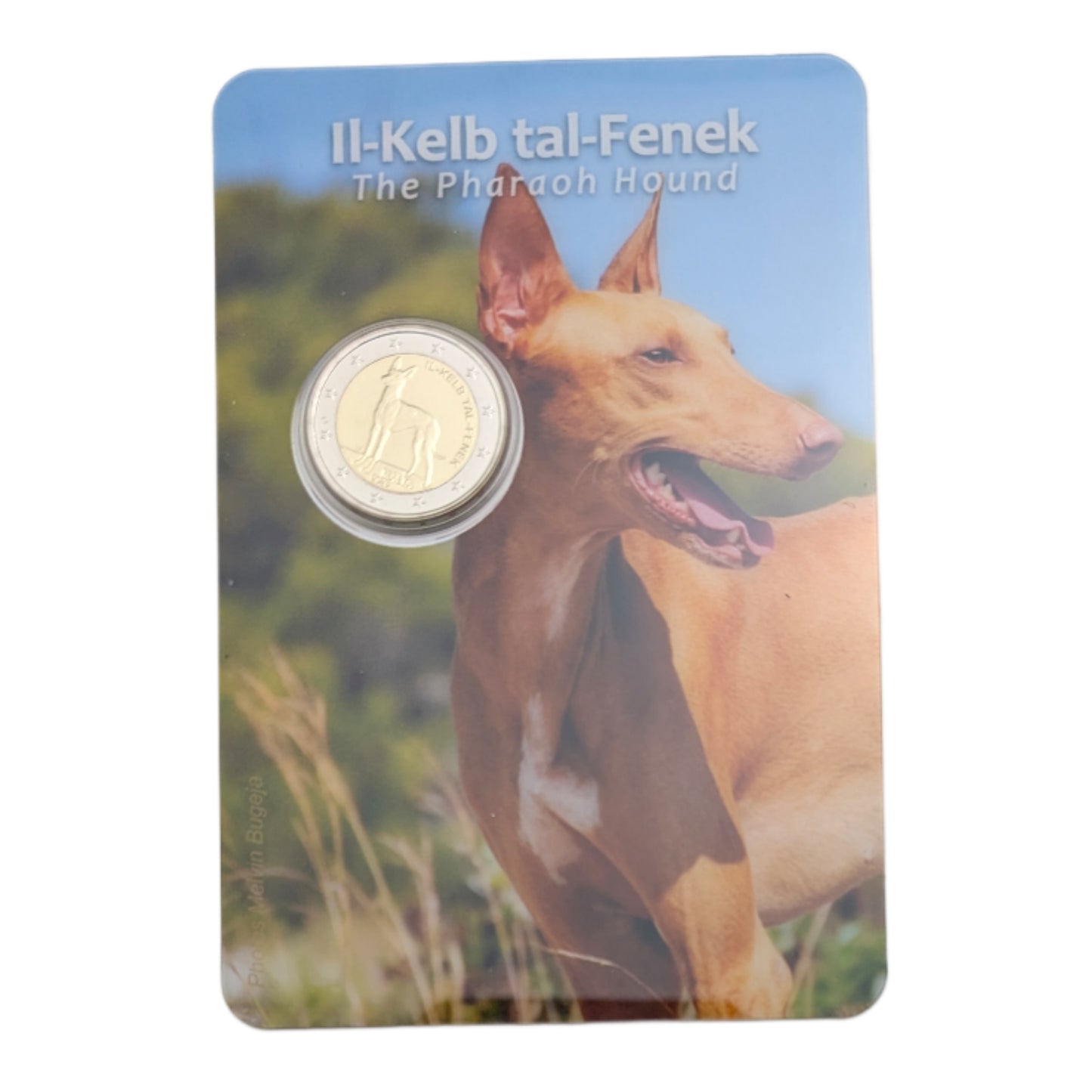 Fennek, Blister