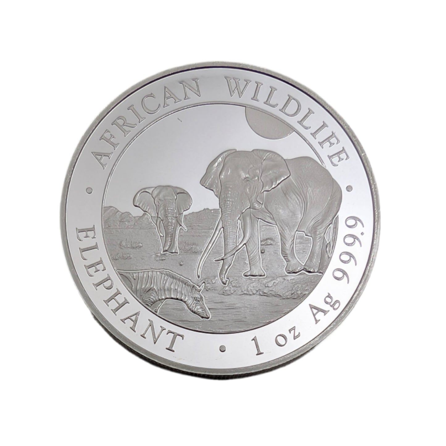 Elefant - African Wildlife