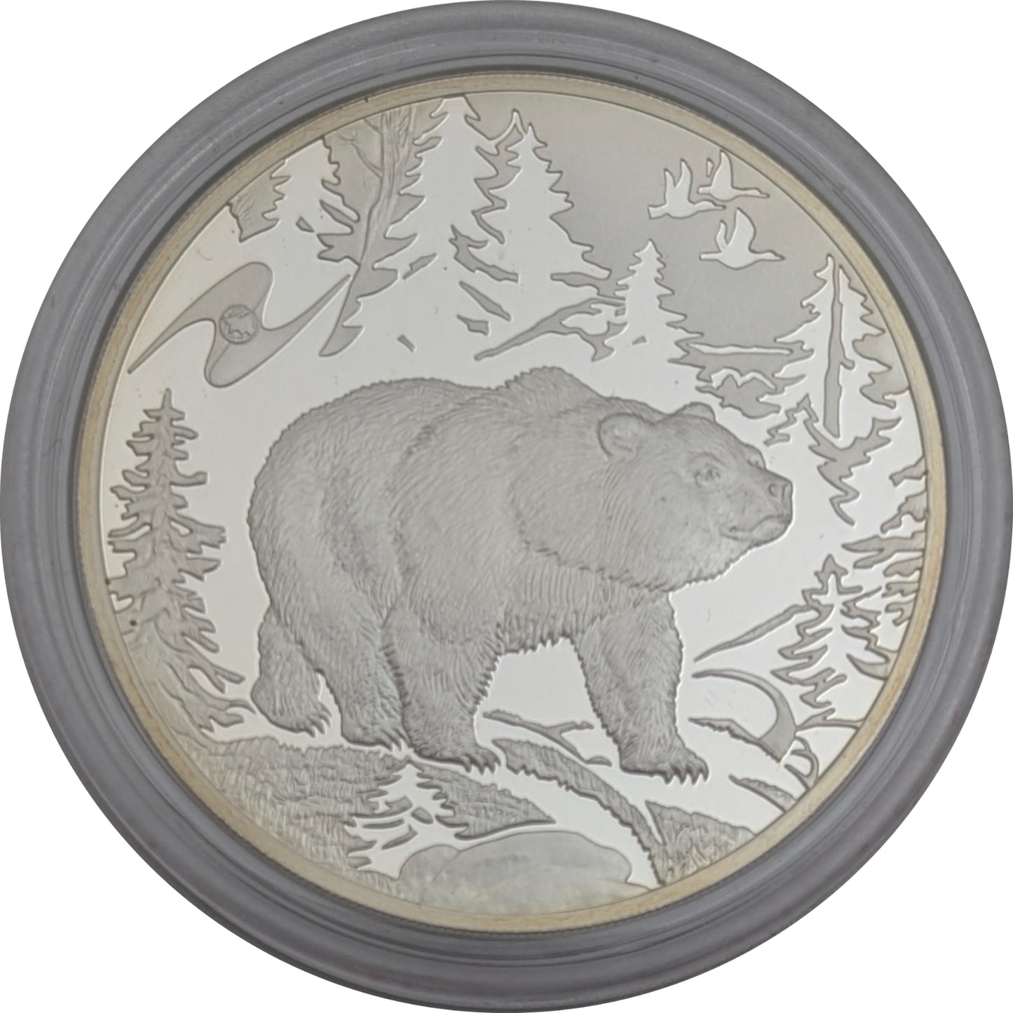 Bear/Bär - Fauna der ECAA-Mitgliedsstaaten, St. Petersburg